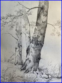 Très Belle Gravure Arbre Platane Tronc Delpech Remond 1829 Lithographie Ancien