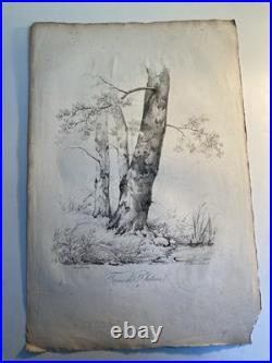 Très Belle Gravure Arbre Platane Tronc Delpech Remond 1829 Lithographie Ancien