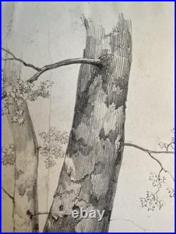Très Belle Gravure Arbre Platane Tronc Delpech Remond 1829 Lithographie Ancien