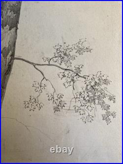 Très Belle Gravure Arbre Platane Tronc Delpech Remond 1829 Lithographie Ancien