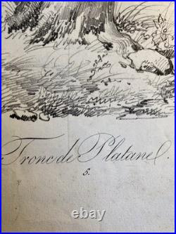 Très Belle Gravure Arbre Platane Tronc Delpech Remond 1829 Lithographie Ancien