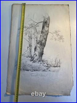 Très Belle Gravure Arbre Platane Tronc Delpech Remond 1829 Lithographie Ancien