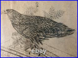 Très Belle Gravure Joseph Hecht Aigle Royal Art Animal Oiseau Rare 1928 Ancien