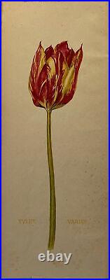 Tulipe, aquarelle vers 1920