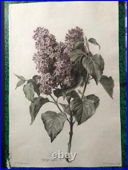 Van Spaendonck Lilas Syringa vulgaris