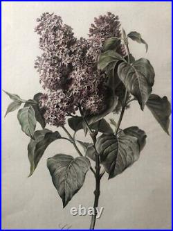 Van Spaendonck Lilas Syringa vulgaris