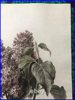 Van Spaendonck Lilas Syringa vulgaris