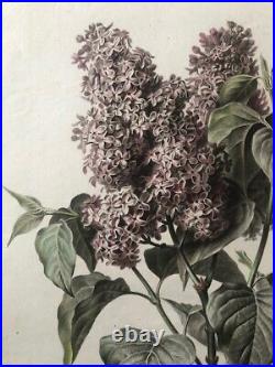 Van Spaendonck Lilas Syringa vulgaris