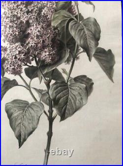 Van Spaendonck Lilas Syringa vulgaris