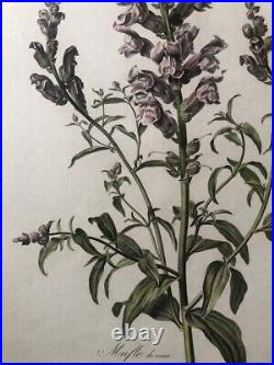 Van Spaendonck -Mufle de veau Antirrhinum majus