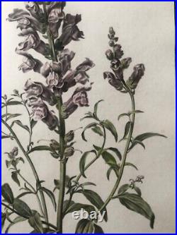 Van Spaendonck -Mufle de veau Antirrhinum majus