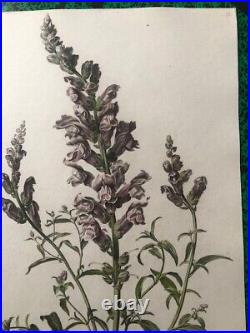 Van Spaendonck -Mufle de veau Antirrhinum majus