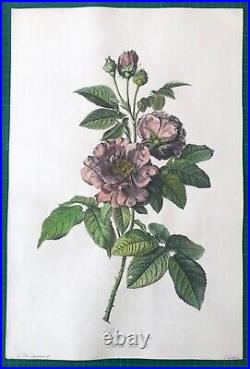 Van Spaendonck -Rose de Provins Rosa Gallica