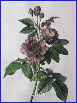 Van Spaendonck -Rose de Provins Rosa Gallica