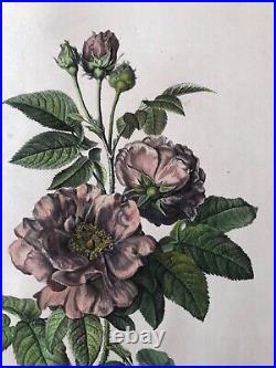 Van Spaendonck -Rose de Provins Rosa Gallica