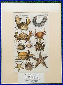 XVII ème Jonston & Merian Superbe Gravure Crabes Tortue Etoiles Pl VIII 1657